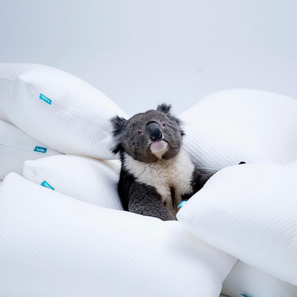 koala pillow