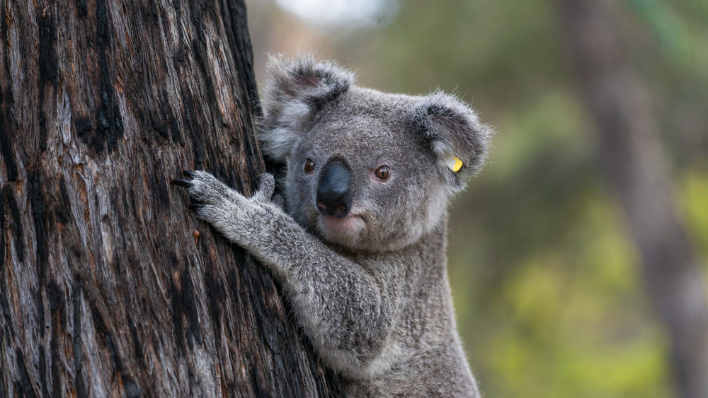 Koala holding tree 