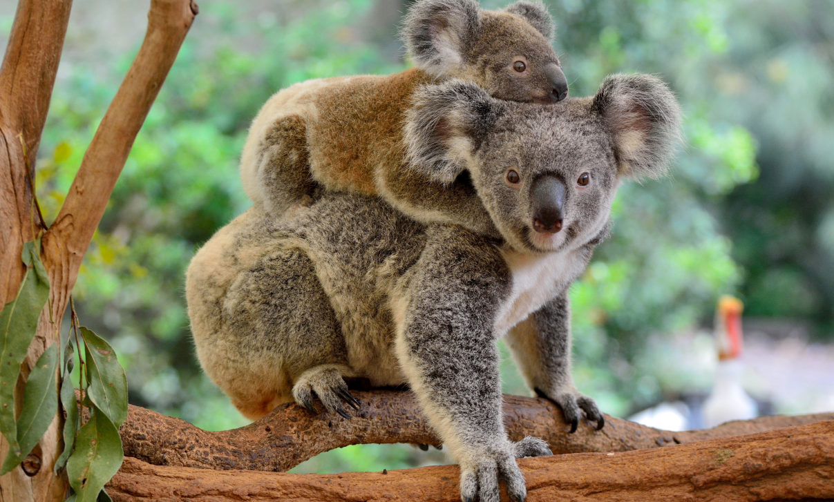 Mother koala on tree with baby koala on back