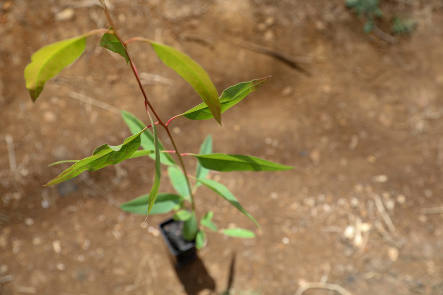 Close up of eucalyptus sapling