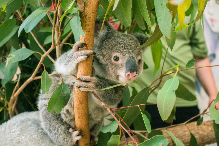 Baby koala holding tree at Ipswich Koala Protection Society 