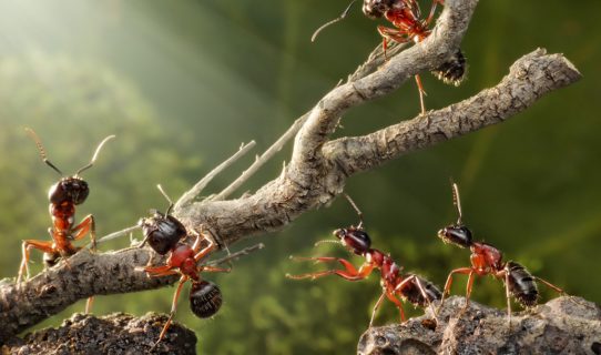 A close-up of a group of ants moving a twig over a rocky surface