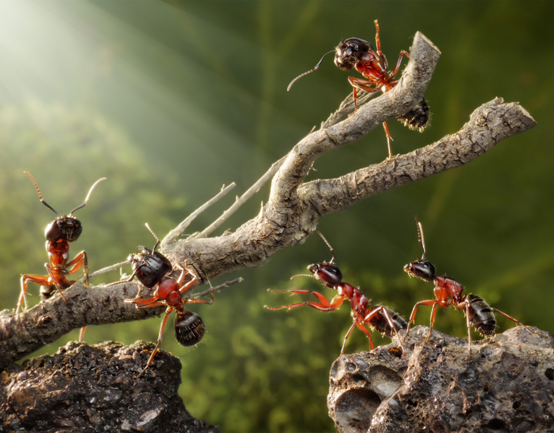 A close-up of a group of ants moving a twig over a rocky surface