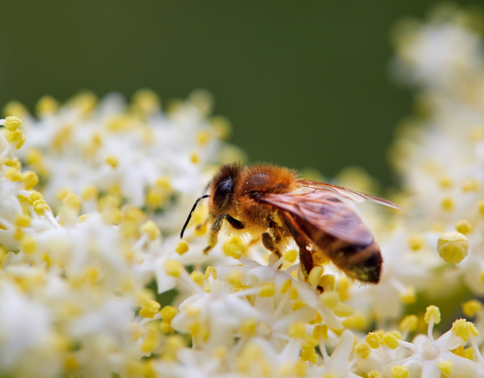 A honeybee rests on a group of white and yellow blossoms