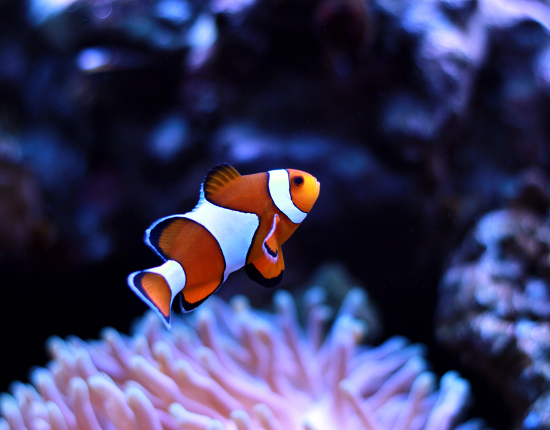 A tropical fish swims near a coral reef against a dark ocean