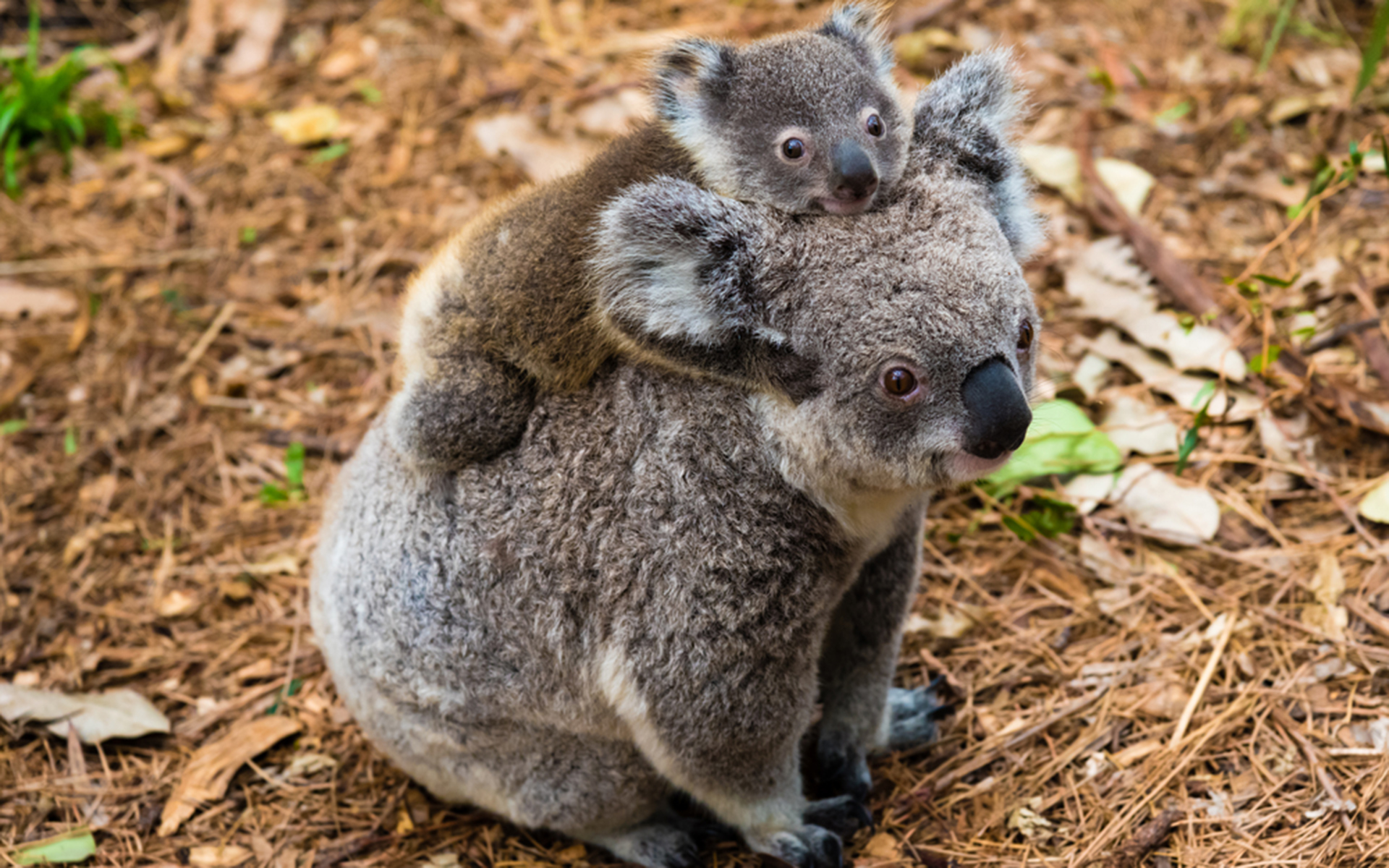 A Koala with a baby on its back moves along the ground