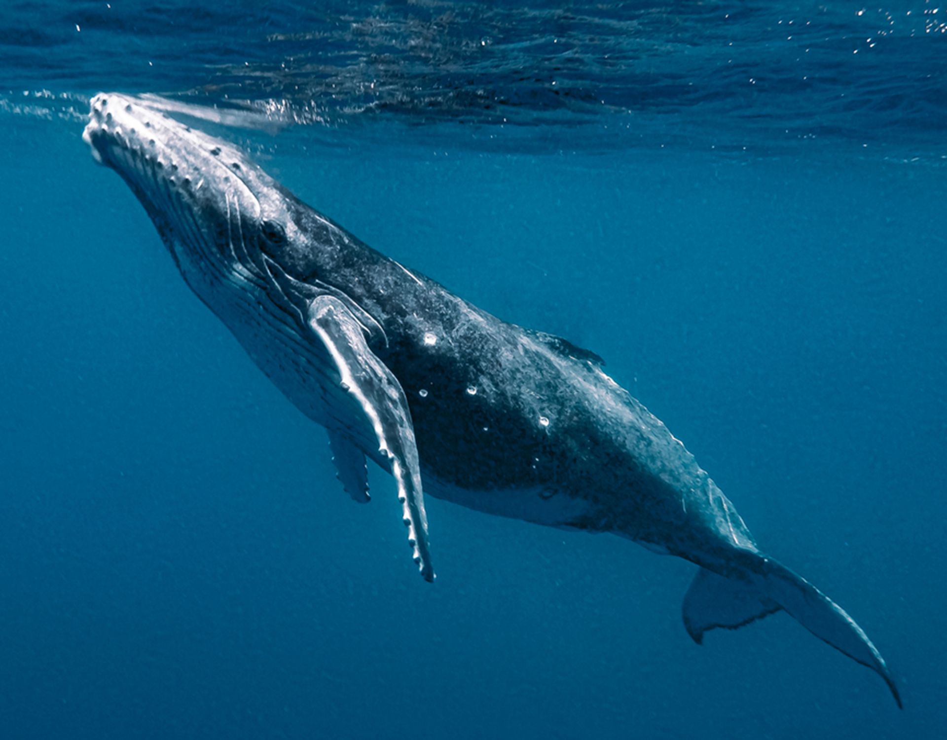 A whale rests close to the water’s surface