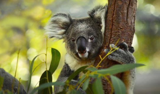 A close-up image of a Koala gripping onto a gum tree